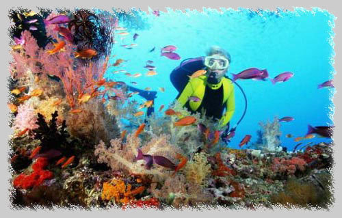 coral reef pictures